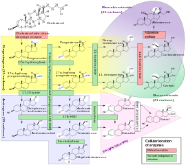 Major pathway of steroid hormones biosynthesis