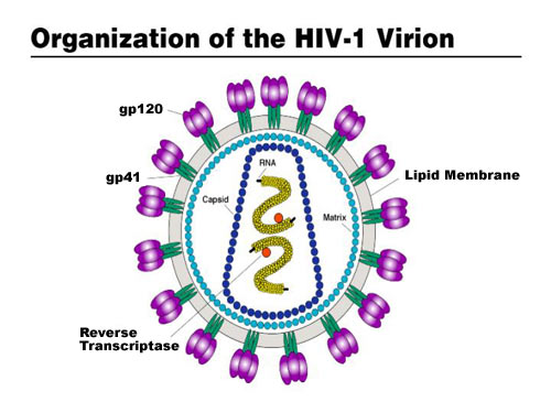 Struktura virionu HIV1.