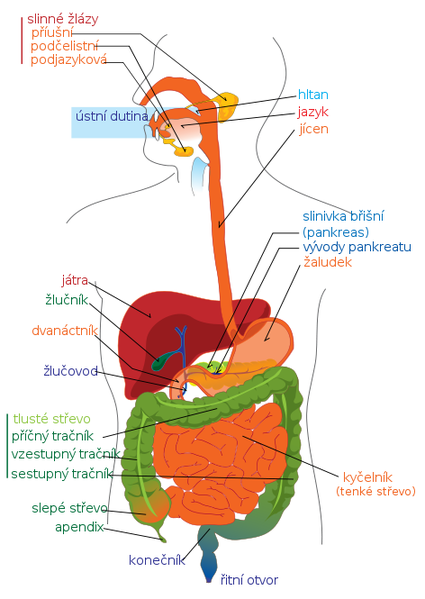 Soubor:Digestivni system diagram.png