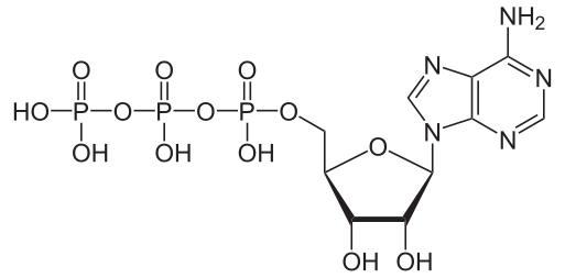 Soubor:Adenosintriphosphat protoniert.svg