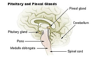 Illu pituitary pineal glands.jpg