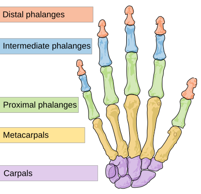 Soubor:Scheme human hand bones-en.svg